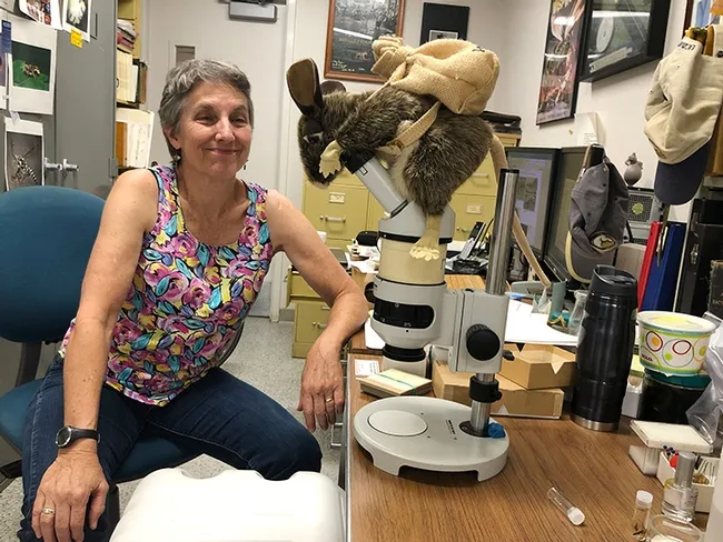 Lynn Kimsey, director of the Bohart Museum of Entomology, sits next to her well-used microscope. Its cover is a pack rat, a stuffed toy animal. (Photo by Kathy Keatley Garvey)