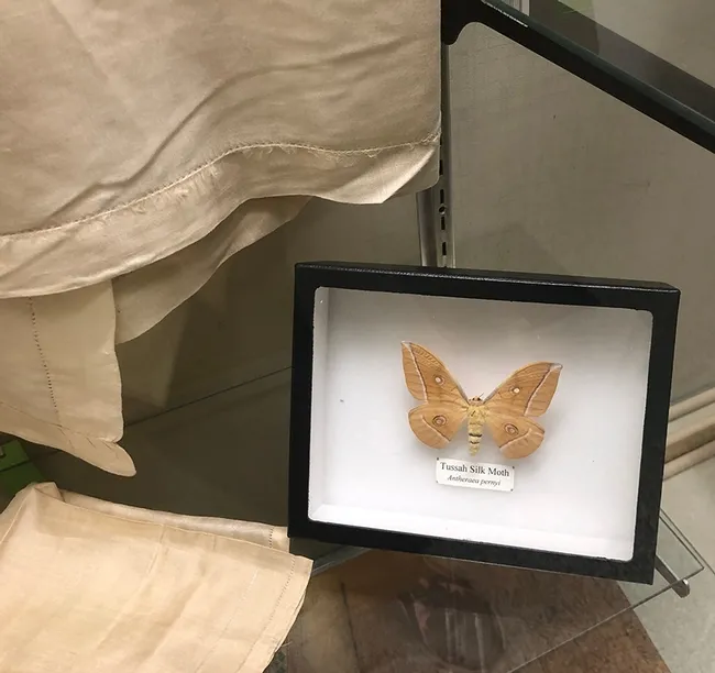 The Tussah silk moth, Antheraca pernyi, from the Bohart Museum of Entomology collection. (Photo by Kathy Keatley Garvey)