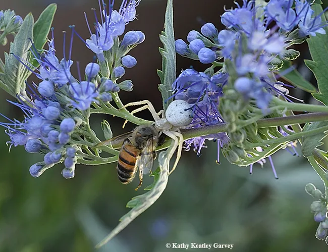 A crab spider has just ambushed a honey bee on a bluebeard blossom. (Photo by Kathy Keatley Garvey)