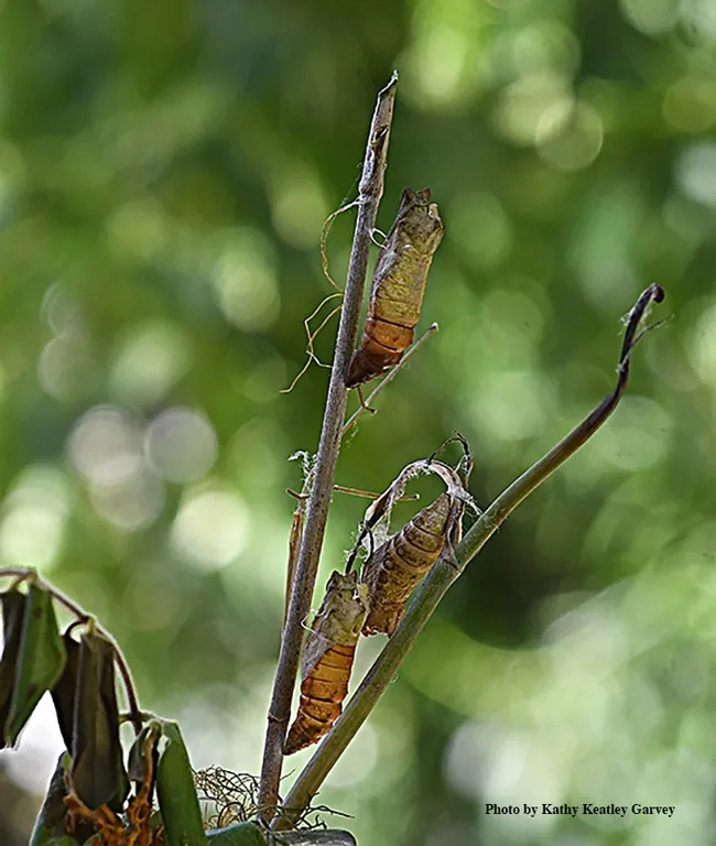 Pupal cases: a stark reminder that two anise swallowtail butterflies eclosed. (Photo by Kathy Keatley Garvey)