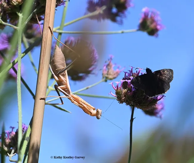 A female praying mantis, Stagmomantis limbata (as identified by praying mantis expert Lohit Garikipati of UC Davis) eyes a duskywing butterfly, genus Erynnis, nectaring on verbena. (Photo by Kathy Keatley Garvey)