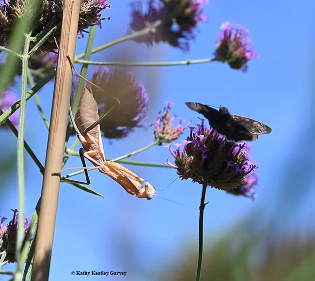 Ready, set...The praying mantis, Stagmomantis limbata, really wants this mourning cloak butterfly. (Photo by Kathy Keatley Garvey)
