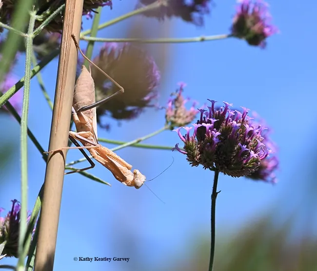 "Whoa, where did it go? It was in my sights and now it's gone." The praying mantis loses her prey. (Photo by Kathy Keatley Garvey)