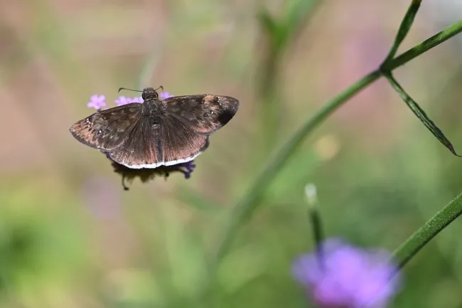 Safe and sound. The duskywing butterfly, genus Erynnis, nectars on a blossom away from the praying mantis. (Photo by Kathy Keatley Garvey)