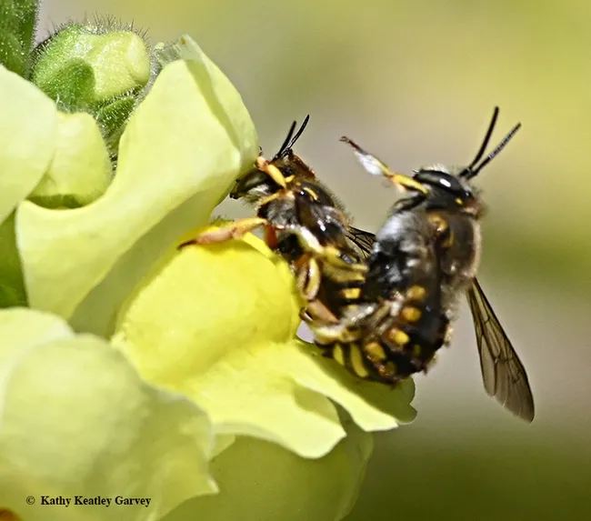 Fourth in series: Male European wool carder bee is almost finished. (Photo by Kathy Keatley Garvey)