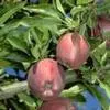 Two partly red apples hanging from a tree branch, surrounded by dark green leaves.