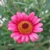 A vibrant pink flower with broad petals and a bright orange center, surrounded by green foliage.