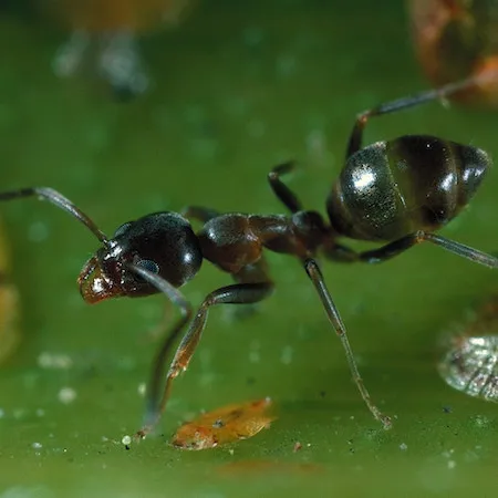 La hormiga argentina. Jack Kelly Clark, UC IPM.