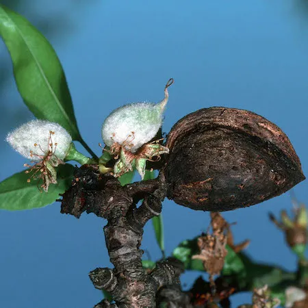 Mummy with new crop nuts. Credit: Jack Kelly Clark, UC IPM.