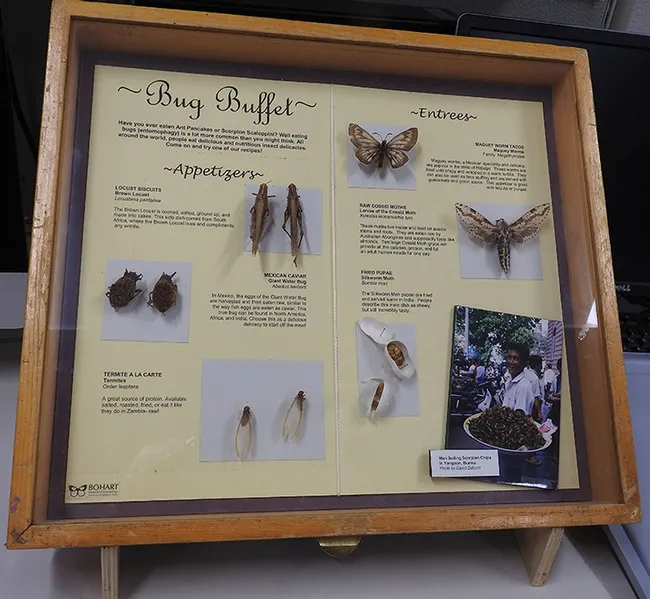 This display, "Bug Buffet," featuring appetizers and entrees, drew lots of interest. (Photo by Kathy Keatley Garvey)