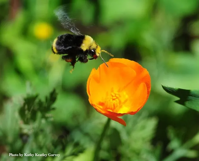A yellow-faced bumble bee, Bombus vosnesenkii, heads for a California golden poppy. (Photo by Kathy Keatley Garvey)