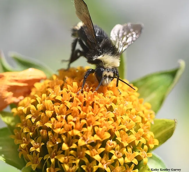 A yellow-faced bumble bee, Bombus vosnesenskii, nectaring on Mexican sunflower, Tithonia. (Photo by Kathy Keatley Garvey)