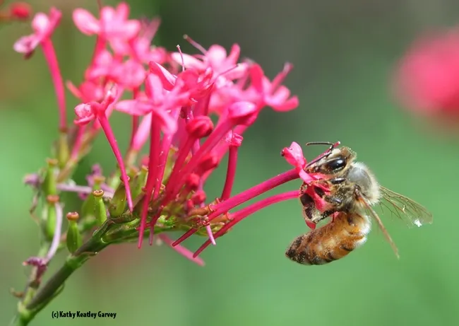 A honey bee nectaring on Jupiter's Beard, Centranthus ruber, in Vacaville, Calif. (Photo by Kathy Keatley Garvey)