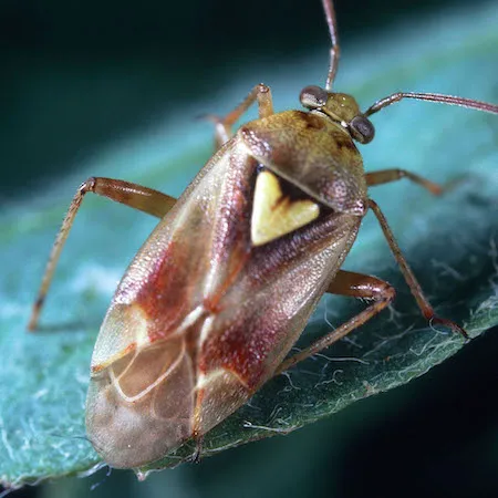 Adult lygus bug on a leaf. Credit: Jack Kelly Clark, UC IPM.