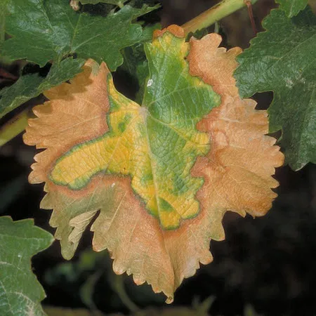 Yellowing leaf edges of a white grape variety. Credit: Jack Kelly Clark, UC IPM.