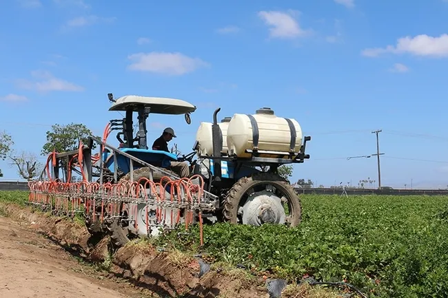 A spray rig in a strawberry field. (Photo by Christian Nansen)