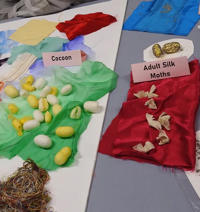 The silkworm moth display included eggs, larvae, pupae and adults. (Photo by Kathy Keatley Garvey)