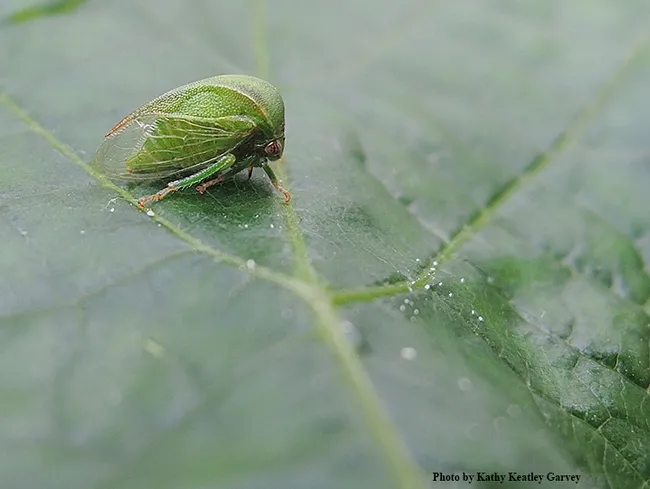 The three-cornered alfalfa leaf hopper, Spissistilus festinus, transmits the grapevine red blotch virus. (Photo by Kathy Keatley Garvey)