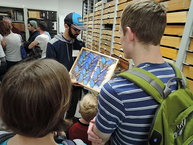 UC Davis entomology alumnus Joel Hernandez shows morpho butterflies to visitors at the Bohart Museum of Entomology during the 2019 UC Davis Biodiversity Museum Day. (Photo by Kathy Keatley Garvey)