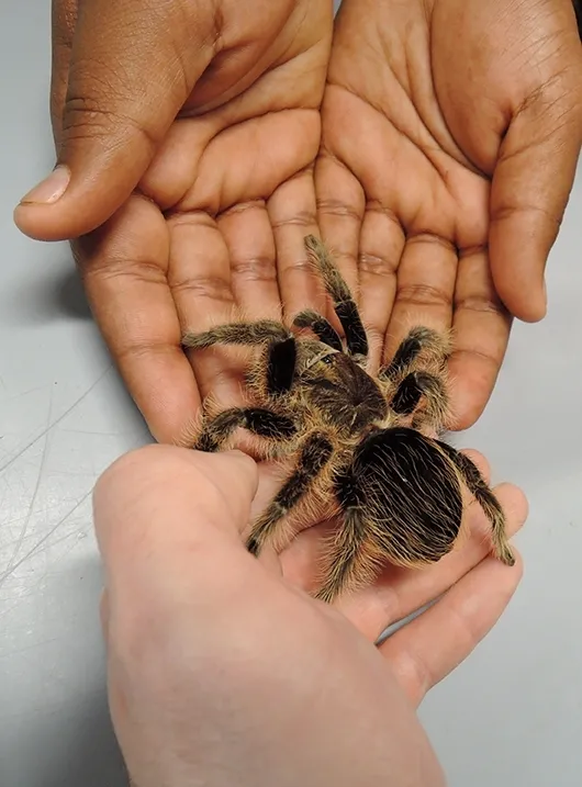 The Bohart Museum of Entomology houses some 8 million specimens, but also has a gift shop and a live "petting zoo." The zoo includes Madagascar hissing cockroaches, stick insects and tarantulas (pictured). (Photo by Kathy Keatley Garvey)