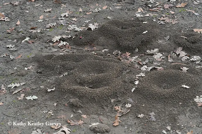 Colonies of Camponotus semitestaceus (carpenter ants) as identified by UC Davis entomologist and doctoral candidate Brendon Boudinot. These are in a Vacaville park. (Photo by Kathy Keatley Garvey)