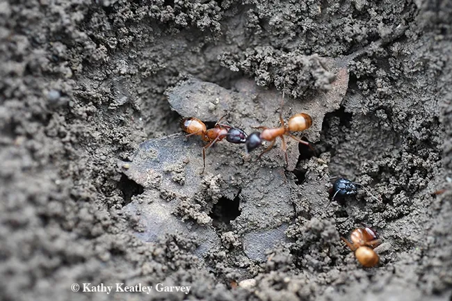 Carpenter ant activity in a Vacaville park. These are Camponotus semitestaceus, as identified by UC Davis entomologist and doctoral candidate Brendon Boudinot, (Photo by Kathy Keatley Garvey)