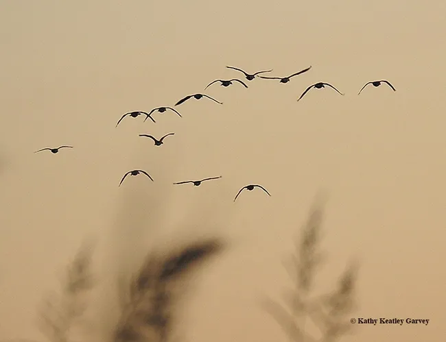 Mexican free-tailed bats ready to catch insects at the Yolo Causeway. (Photo by Kathy Keatley Garvey)