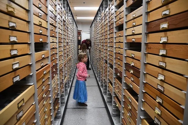 The Lepidoptera section of the Bohart Museum houses nearly half-a-million butterflies and moths. (Photo by Kathy Keatley Garvey)