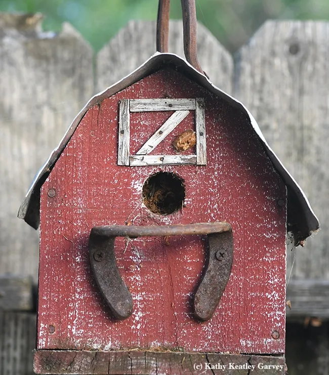 Find the ootheca! It's on this barn-themed birdhouse. (Photo by Kathy Keatley Garvey)
