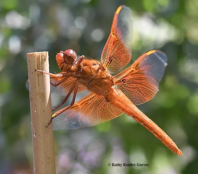 A flameskimmer dragonfly, Libellula saturata, perches on a stake in Vacaville, Calif. (Photo by Kathy Keatley Garvey)