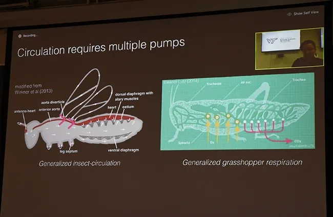 The first of the UC Davis Department of Entomology and Nematology's "virtual seminars" featured Mary Salcedo of Virginia Tech talking about "Hydraulics in an Insect Wing." (Photo by Kathy Keatley Garvey)