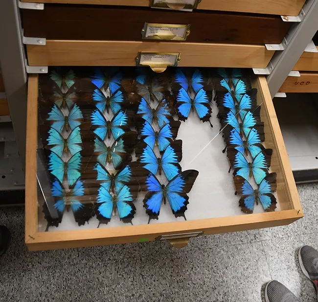 Swallowtail butterflies at the Bohart Museum of Entomology. Entomologist Jeff Smith, curator of the Lepidoptera section, says these are the Ulysses swallowtail – Papilio ulysses – that were collected in New Guinea, mostly by senior museum scientist Steve Heydon. "They are also found in Queensland, Australia, and some islands of Indonesia. It is one of those iconic butterflies that is often pictured in ads and other media because of its spectacular color." (Photo by Kathy Keatley Garvey)