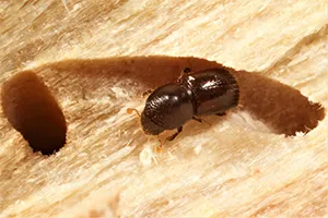 Polyphagous Shot Hole Borer Link