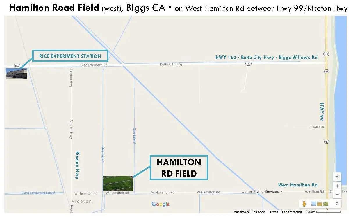 Hamilton Road Field_Biggs