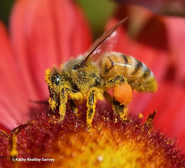 A honey bee dusted with pollen from Gaillardia, also known as "the blanket flower." (Photo by Kathy Keatley Garvey)