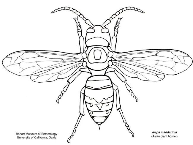 Like to color? You can download this illustration on the Bohart Museum website. It's the work of undergraduate student Meghan Crebbins-Oats.