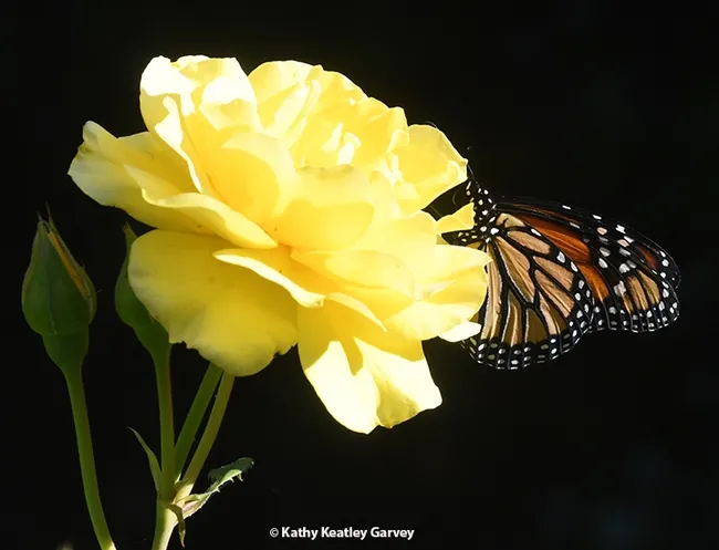 The monarch took a liking to a yellow rose, "Sparkle and Shine," related to the Julia Child rose. (Photo by Kathy Keatley Garvey)