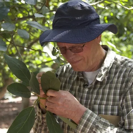 Dr. Ben Faber examines the bottom of mature avocado leaves for persea mite nests. Credit: Petr Kosina, UC IPM.