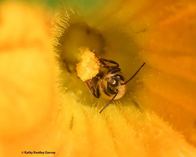 A squash bee, Peponapis pruinosa, foraging in a crooked- neck squash blossom. (Photo by Kathy Keatley Garvey)