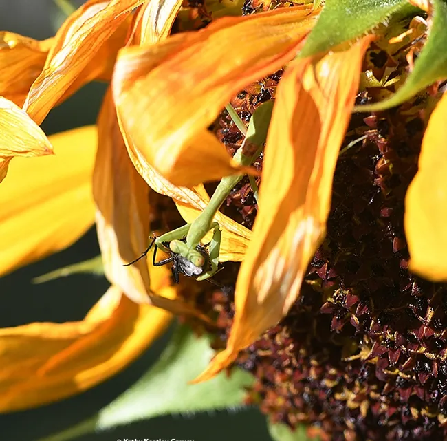 The praying mantis nymph, Stagmomantis limbata, finishing dinner. (Photo by Kathy Keatley Garvey)