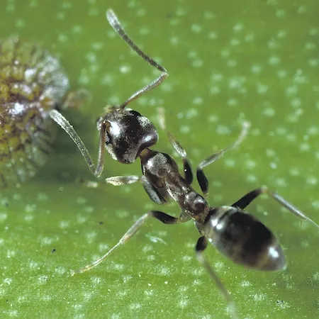 Worker ant tending brown soft scale. Credit: Jack Kelly Clark, UC IPM