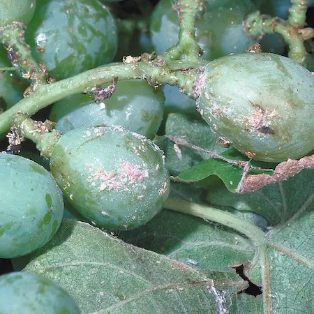 Grape mealybug nymphs and white wax on a cluster of grapes. Credit: Jack Kelly Clark, UC IPM.
