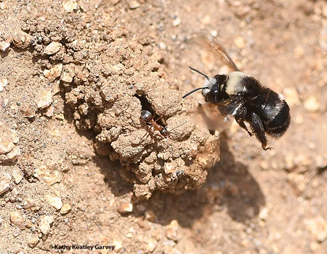 A bee-ant encounter: The  digger bee, Anthophora bomboides stanfordiana, encounters an ant, Formica transmontanis, as identified by ant specialists Phil Ward and Brendon Boudinot of UC Davis. Both species nest on the sand cliffs. (Photo by Kathy Keatley Garvey)