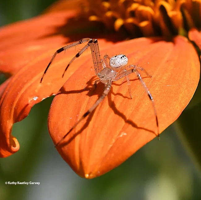 "Hey, I'll pose for a side view." A male crab spider scuttles around on a Mexican sunflower (Tithonia rotundifolia). (Photo by Kathy Keatley Garvey)