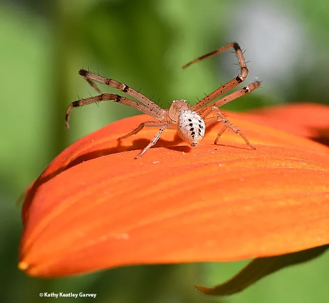 "Watch me, I shall do my vanishing act!" The crab spider moves out of the photographer's view. (Photo by Kathy Keatley Garvey)