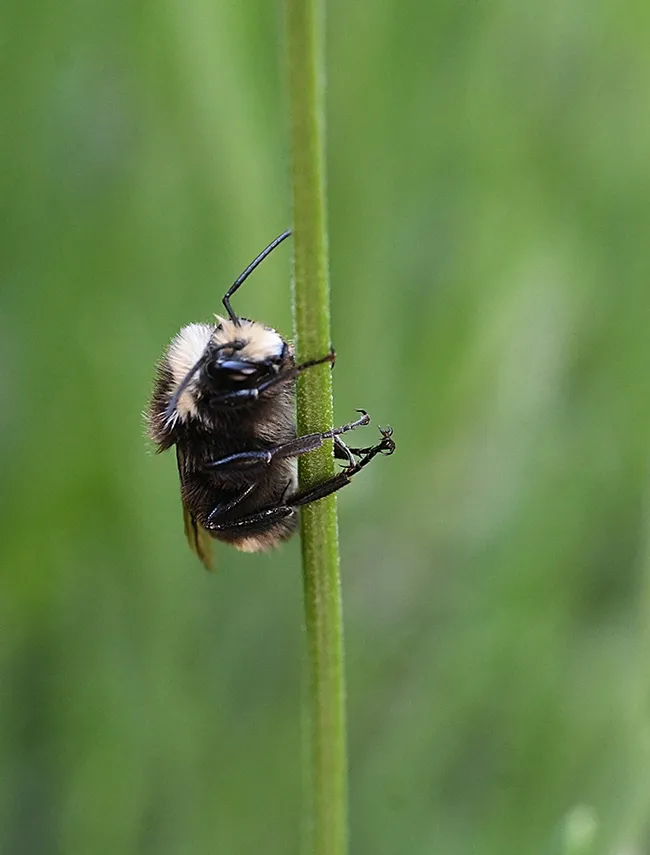 Holding tight is this sleeping male yellow-faced bumble bee, Bombus vosnesenskii, clutching a lavender stem. (Photo by Kathy Keatley Garvey)