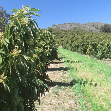 Cover crop of annual ryegrass planted in avocado row middles to control weeds and dust and favor beneficial insects. Credit: David Rosen.
