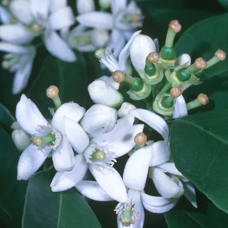 A group of white citrus flowers at full bloom stage with young fruit just starting on a backdrop of dark green leaves. Credit: Jack Kelly Clark, UC IP