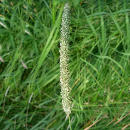 Close up of flowerhead with green grass in the background. Available under the Creative Commons Zero (CC0) license
