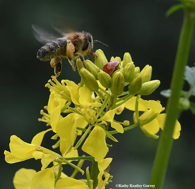 A honey bee encounters a lady beetle, aka ladybug, on mustard. (Photo by Kathy Keatley Garvey)